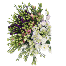 Eustoma
